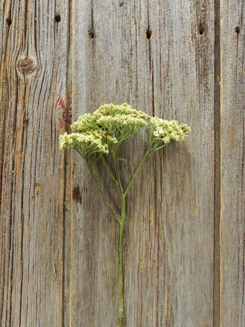 COTTAGE YELLOW YARROW